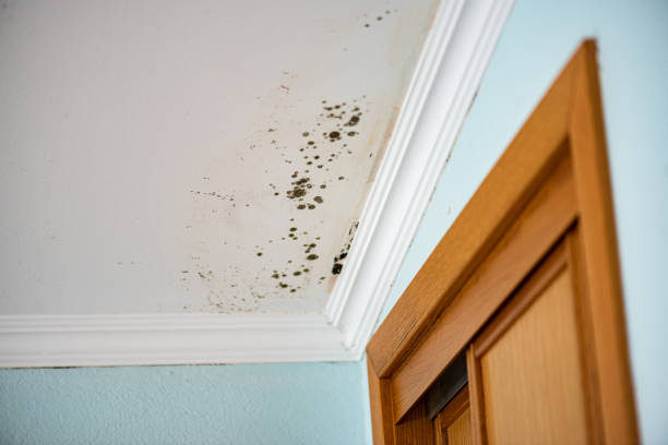 Best Mold Cleaning Services  in Emma, NC