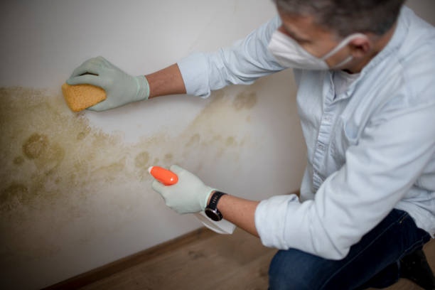 Best Same-Day Mold Removal  in Emma, NC