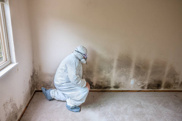 Professional Mold Removal in Emma, NC