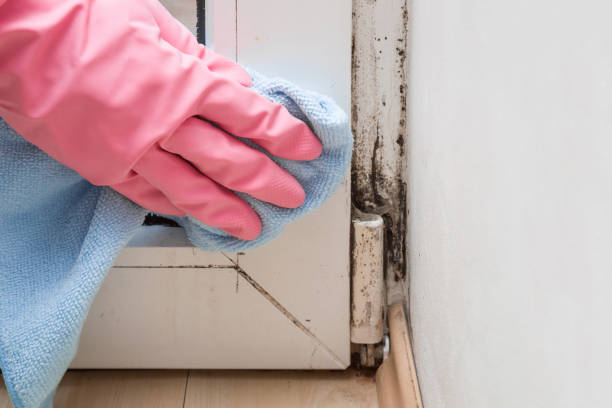 Best Commercial Mold Removal  in Emma, NC
